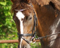 broodmare Fuchsberger's Finesse (Rhinelander, 2006, from Fuchsberger)