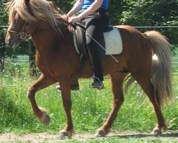 Pferd Frodo vom Hirschberg (Islandpferd, 2003, von Refur von Ellenbach)