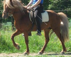 horse Frodo vom Hirschberg (Iceland Horse, 2003, from Refur von Ellenbach)