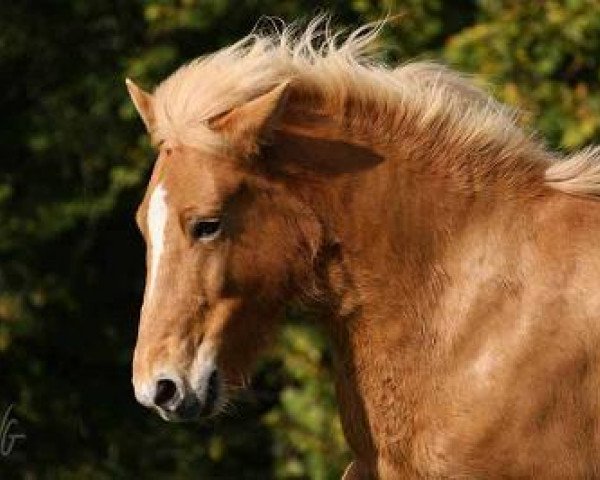 Zuchtstute Glaida von Arula (Islandpferd, 2003, von Mani von Roetgen)