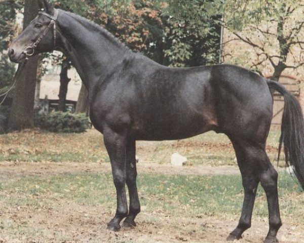 stallion Aragon (Hanoverian, 1978, from Argus)