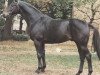 stallion Aragon (Hanoverian, 1978, from Argus)