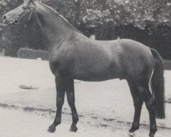 stallion Gardist (Rhinelander, 1973, from Garamond)