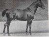stallion Honorat (Hanoverian, 1906, from Honorius)
