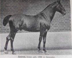 stallion Honorat (Hanoverian, 1906, from Honorius)