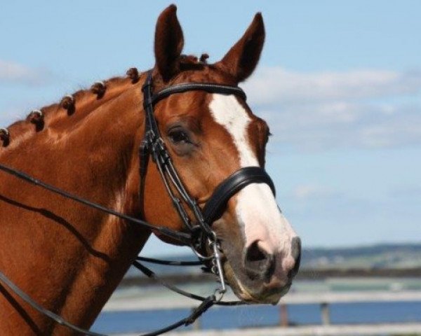 Pferd Raastrups Bertoni (Dänisches Warmblut, 2001, von Bernstein)