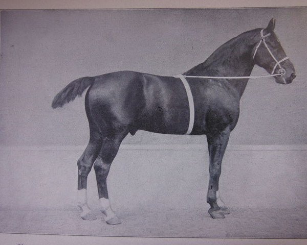 stallion Ammer (Hanoverian, 1902, from Amtmann)