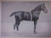 stallion Ammer (Hanoverian, 1902, from Amtmann)