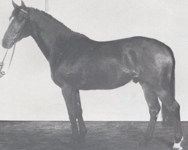 stallion Martini (Holsteiner, 1973, from Marlon xx)