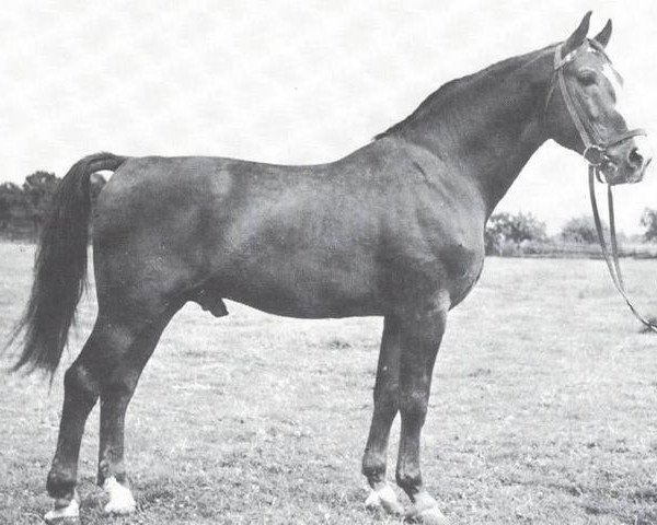 stallion Altmann (Westphalian, 1939, from Altmeister I)
