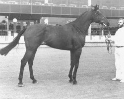 stallion Troublemaker xx (Thoroughbred, 1974, from Wiesenklee xx)