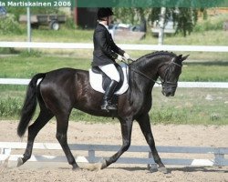 horse Black Gold 5 (Hanoverian, 1998, from Weltmeyer)