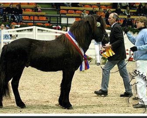 stallion Fönix von Vindholar (Iceland Horse, 2003, from Tindur fra Reykjavik)