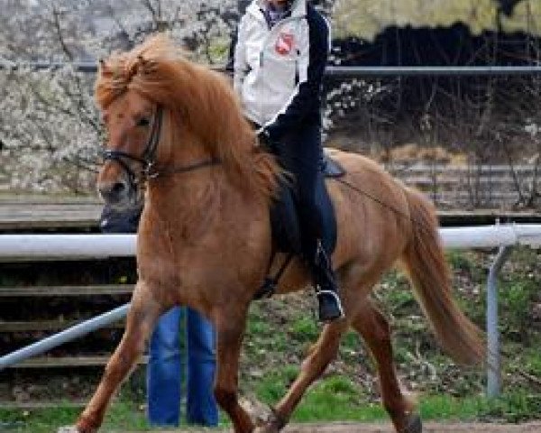 horse Frabaer fra Fjos Heri (Iceland Horse, 2003, from Odinn fra Fjos Heri)