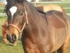 dressage horse Mister Barneby (German Riding Pony, 2010, from Big-Boy V MF)