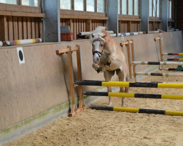 dressage horse Merlin 903 (Haflinger, 1995)