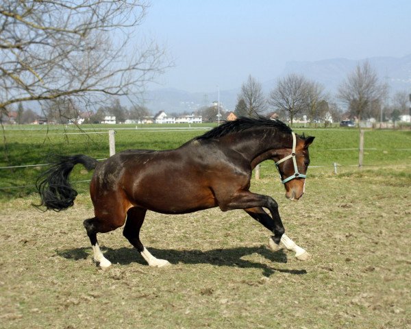 horse Casimir (Hanoverian, 2010, from Contendro I)