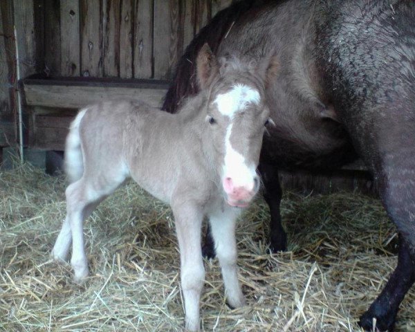 horse Rex (Dt.Part-bred Shetland pony, 2012, from Ramiro)