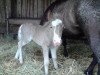 Pferd Rex (Dt.Part-bred Shetland Pony, 2012, von Ramiro)