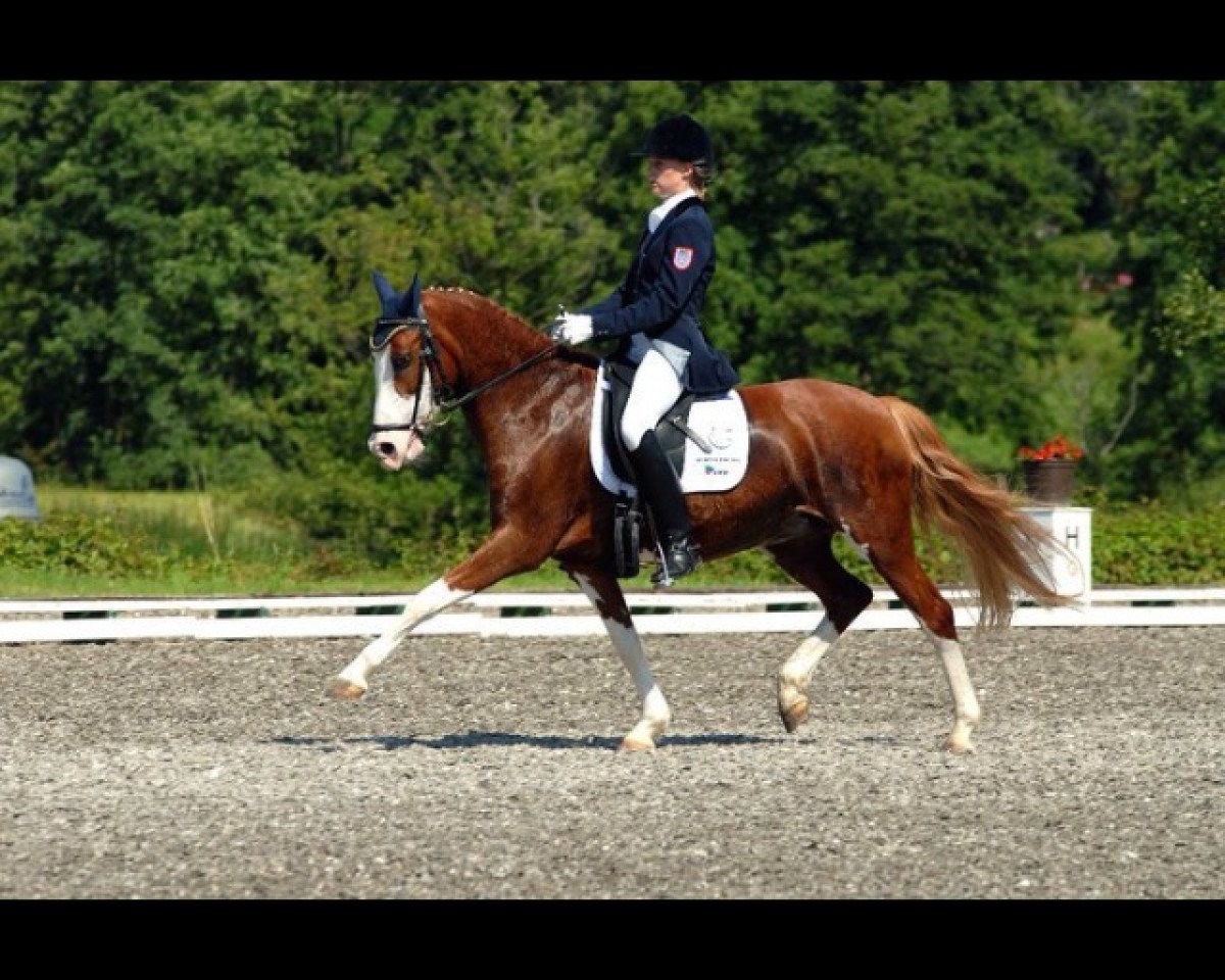 broodmare Never Again (German Riding Pony, 1997, from Top Nonstop)