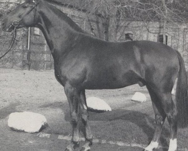 stallion Wellenreiter (Hanoverian, 1984, from Wenzel I)