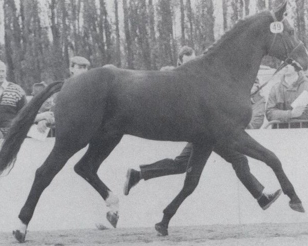 stallion Ikarus (Oldenburg, 1978, from Inschallah AA)