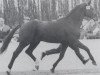 stallion Ikarus (Oldenburg, 1978, from Inschallah AA)