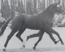 Deckhengst Ikarus (Oldenburger, 1978, von Inschallah AA)