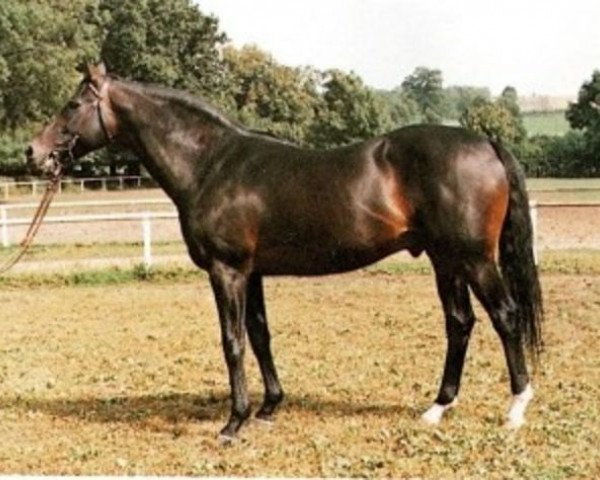 stallion Corvaro xx (Thoroughbred, 1977, from Vaguely Noble xx)