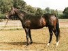 stallion Corvaro xx (Thoroughbred, 1977, from Vaguely Noble xx)