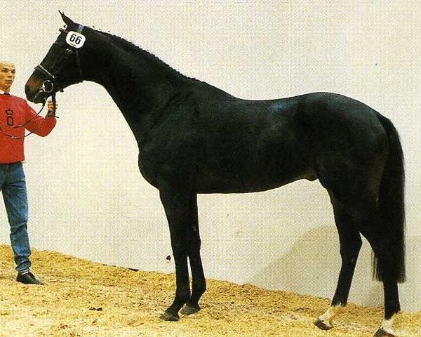 stallion Laertes xx (Thoroughbred, 1984, from Corvaro xx)