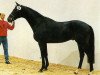 stallion Laertes xx (Thoroughbred, 1984, from Corvaro xx)