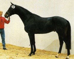 stallion Laertes xx (Thoroughbred, 1984, from Corvaro xx)