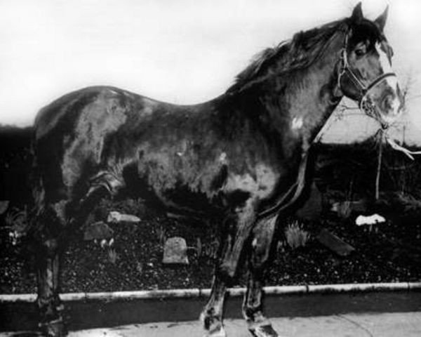 Deckhengst Slyguff Hero (Irish Draught Horse, 1961, von Errigal)