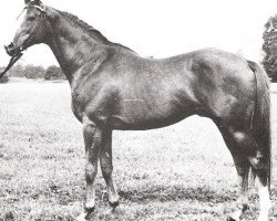 stallion Erotyk xx (Thoroughbred, 1965, from Turysta xx)