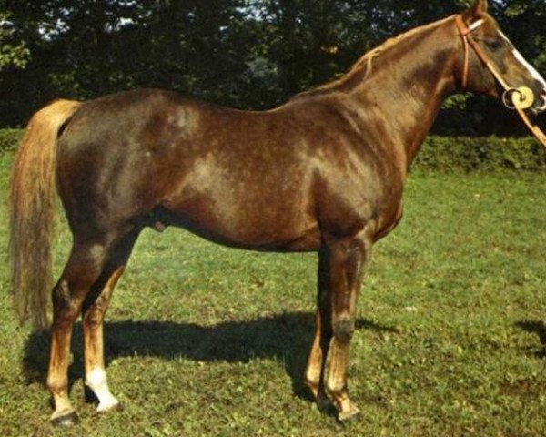 stallion Czerkies xx (Thoroughbred, 1971, from Erotyk xx)