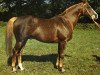 stallion Czerkies xx (Thoroughbred, 1971, from Erotyk xx)