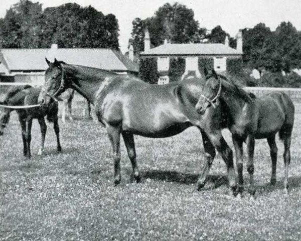 broodmare Canyon xx (Thoroughbred, 1913, from Chaucer xx)