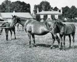 broodmare Canyon xx (Thoroughbred, 1913, from Chaucer xx)