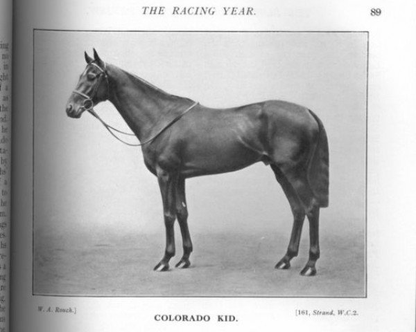 stallion Colorado Kid xx (Thoroughbred, 1929, from Colorado xx)