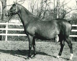 broodmare Amacita xx (Thoroughbred, 1937, from Colorado Kid xx)