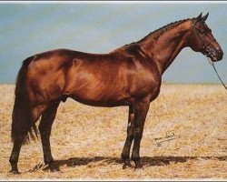 Deckhengst Indus (Schwedisches Warmblut, 1972, von Cosmos xx)