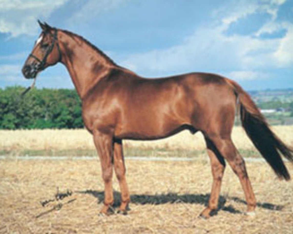stallion Trofé 703 (Swedish Warmblood, 1982, from Indus)