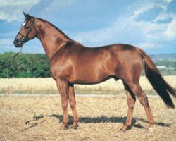 Deckhengst Trofé 703 (Schwedisches Warmblut, 1982, von Indus)