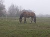 broodmare Funda 3 (Little German Riding Horse, 2004, from Consens)