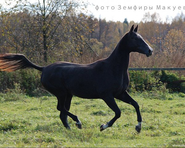 broodmare Madar (Akhal-Teke, 2007, from Pekhimdar)