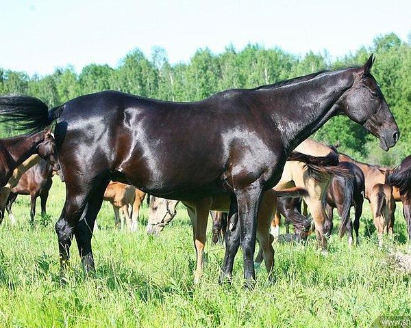 Zuchtstute Salimat (Achal Tekkiner, 1997, von Singapur)