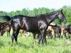 broodmare Salimat (Akhal-Teke, 1997, from Singapur)