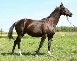 broodmare Zalimat (Akhal-Teke, 2006, from Gazyr Shael)