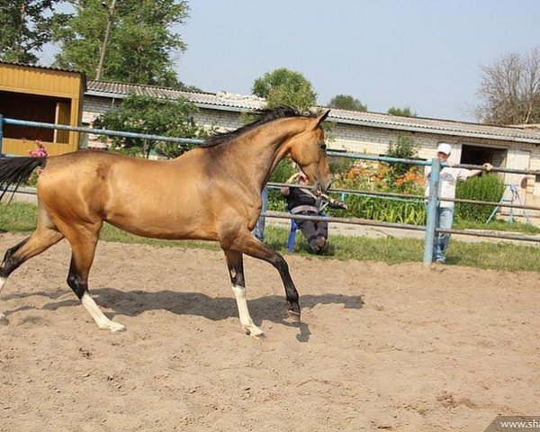 broodmare Hamis (Akhal-Teke, 2006, from Alvan)